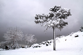 بارش برف در کرمان